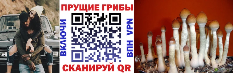Галлюциногенные грибы прущие грибы  Купить  Киржач 